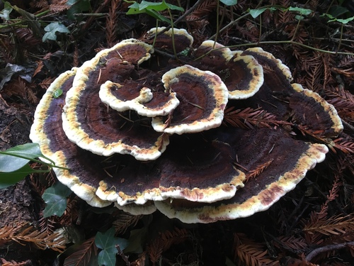 Dyer's Polypore