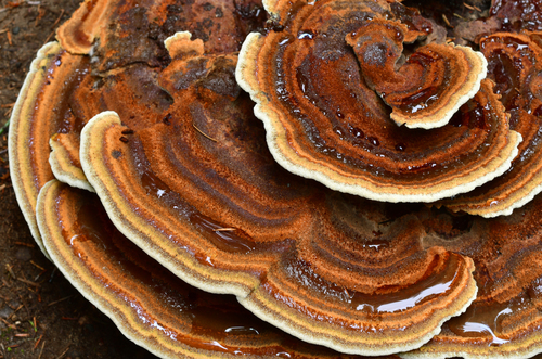 Dyer's Polypore