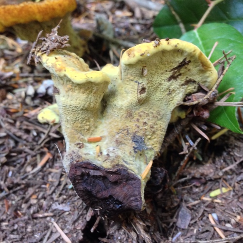 Dyer's Polypore