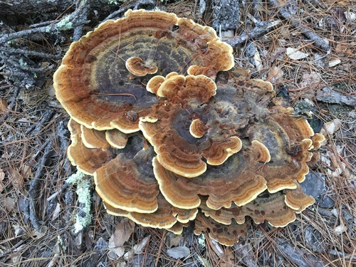 Dyer's Polypore