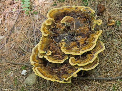 Dyer's Polypore