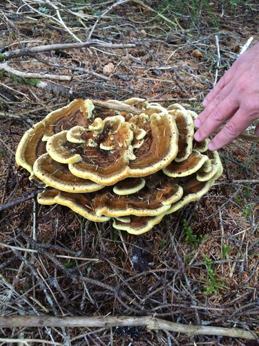 Dyer's Polypore