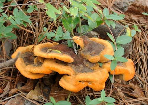 Dyer's Polypore