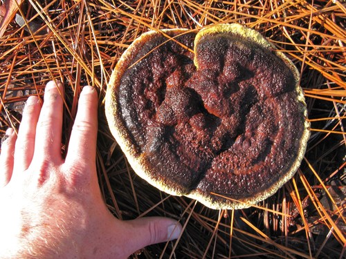 Dyer's Polypore