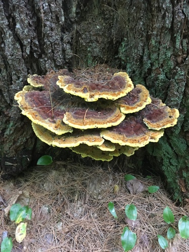 Dyer's Polypore