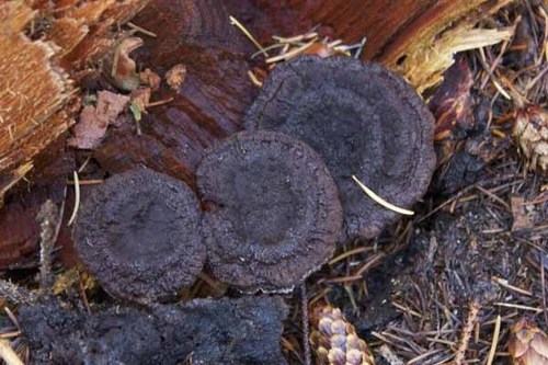 Dyer's Polypore