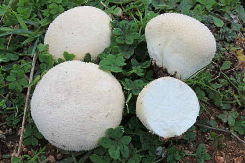 Meadow Puffball