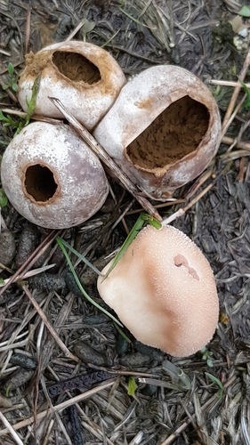 Meadow Puffball