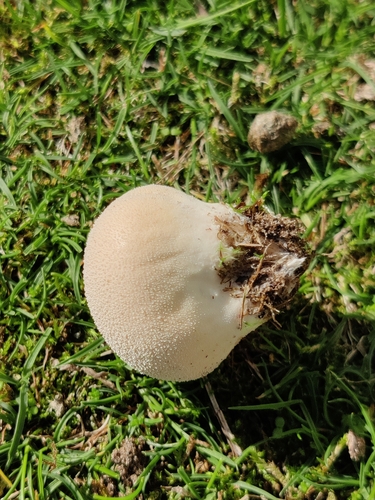 Meadow Puffball