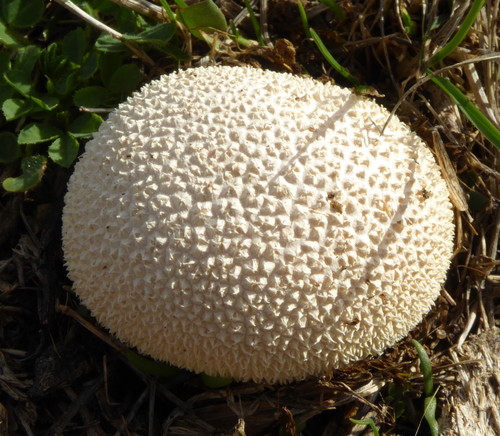 Meadow Puffball