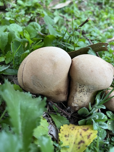 Meadow Puffball