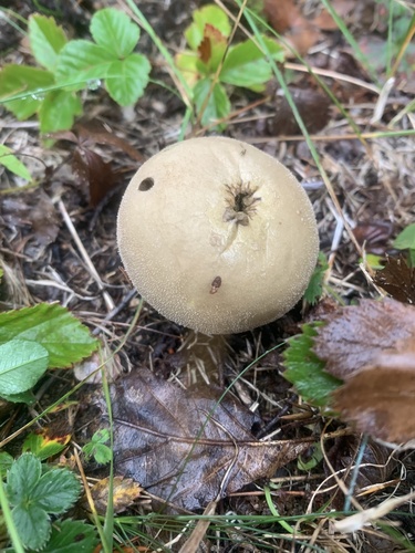 Meadow Puffball