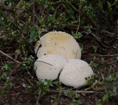 Meadow Puffball