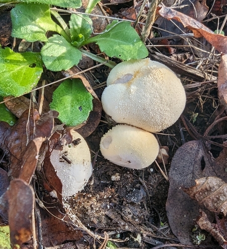 Meadow Puffball