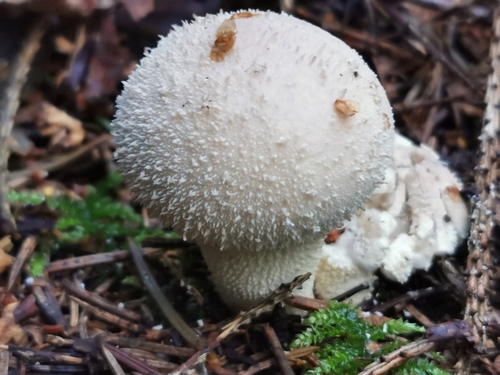 Meadow Puffball