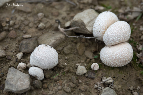 Meadow Puffball