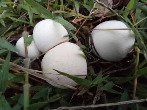 Meadow Puffball