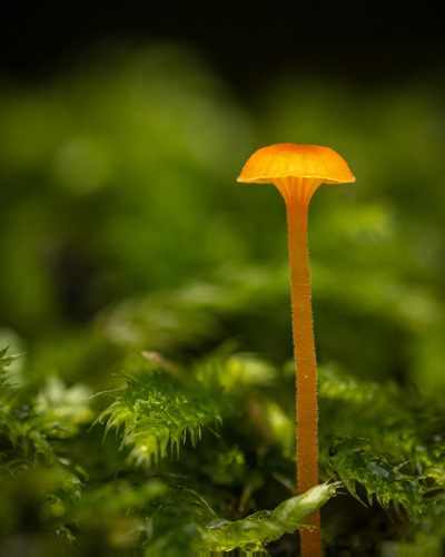 Orange Moss Navel