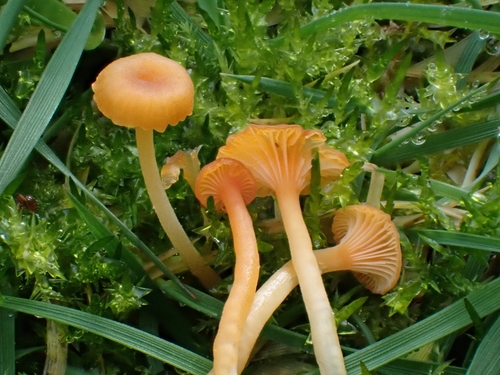 Orange Moss Navel