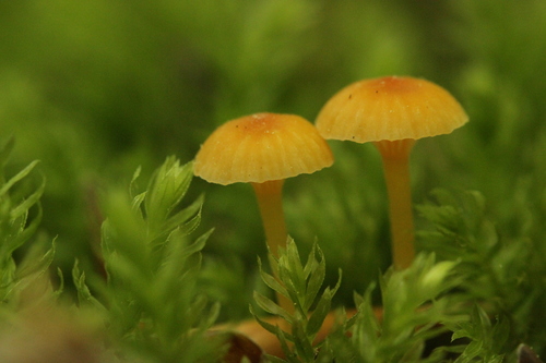 Orange Moss Navel