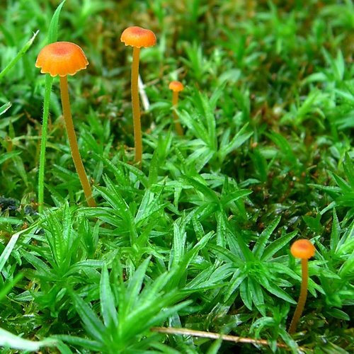 Orange Moss Navel