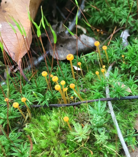 Orange Moss Navel