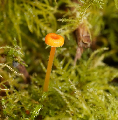 Orange Moss Navel