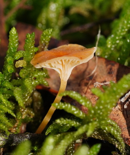 Orange Moss Navel