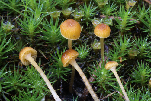 Orange Moss Navel