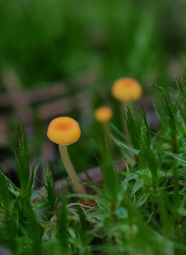 Orange Moss Navel