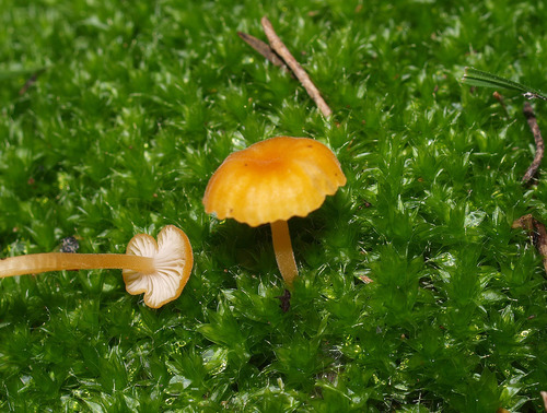 Orange Moss Navel