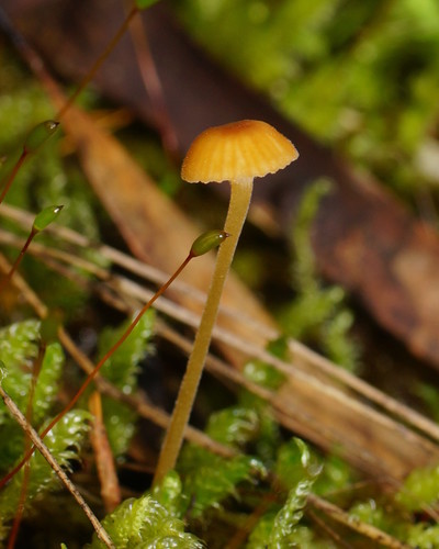 Orange Moss Navel