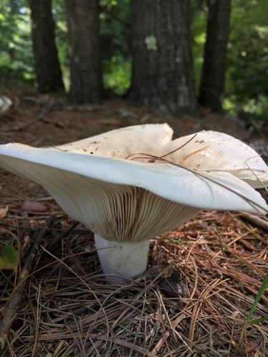 Short-stemmed Russula