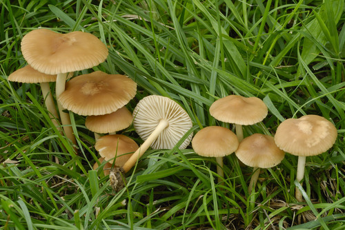 fairy ring marasmius