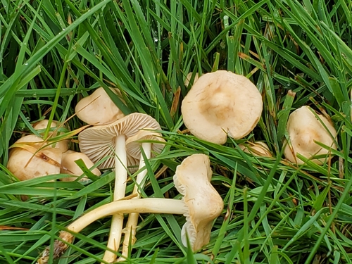 fairy ring marasmius