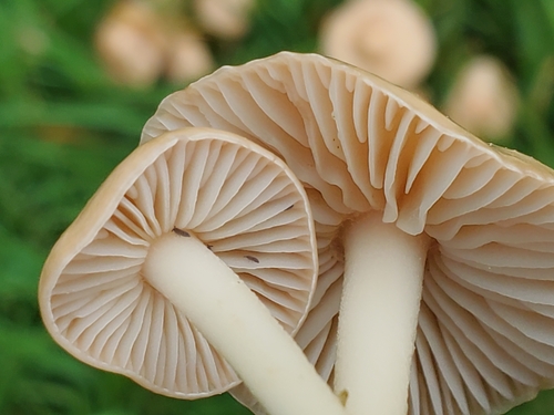 fairy ring marasmius