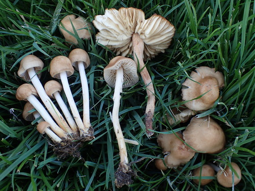 fairy ring marasmius