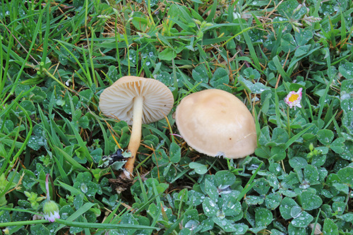 fairy ring marasmius