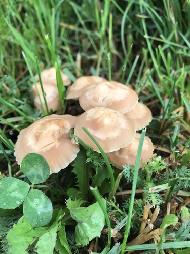 fairy ring marasmius