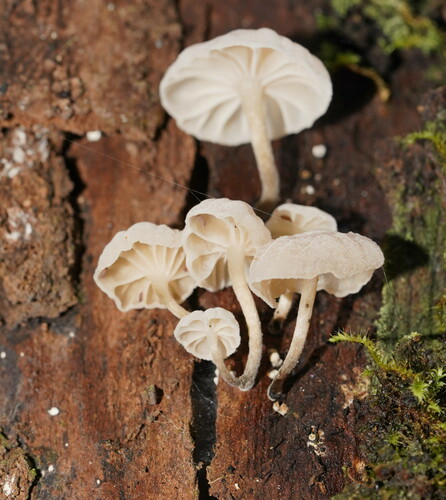 Fairy Parachutes