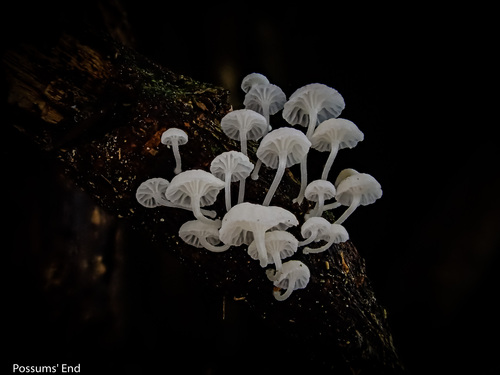 Fairy Parachutes