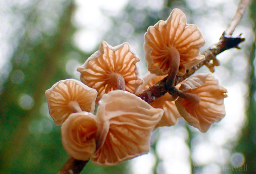 Fairy Parachutes