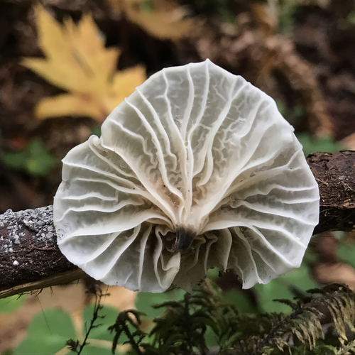 Fairy Parachutes
