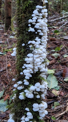 Fairy Parachutes