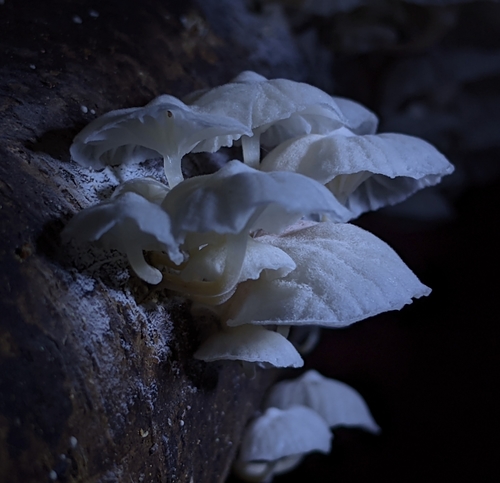 Fairy Parachutes