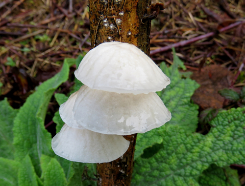 Fairy Parachutes