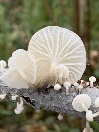 Fairy Parachutes