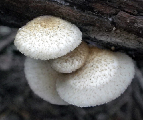 Oysterlings