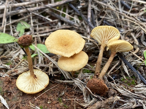 Oysterlings