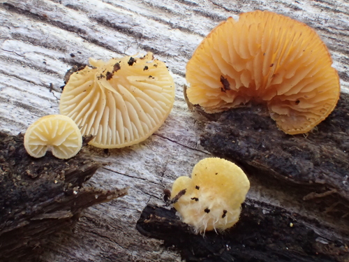 Oysterlings